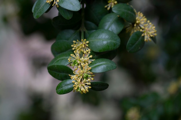 Blühende Buxus sempervirens mit gelben Blüten Gelbe Buxusblüten