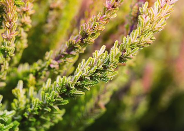 Blühende Calluna vulgaris Schöner Blumenhintergrund