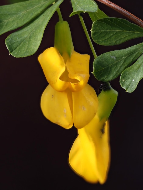 blühende Caragana frutex