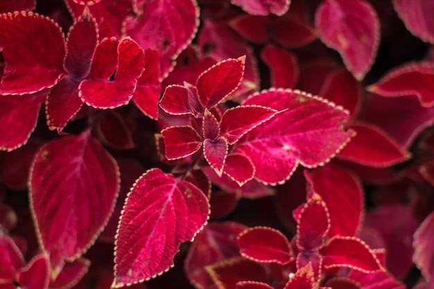 Foto blühende coleus-pflanzen-overlay-textur