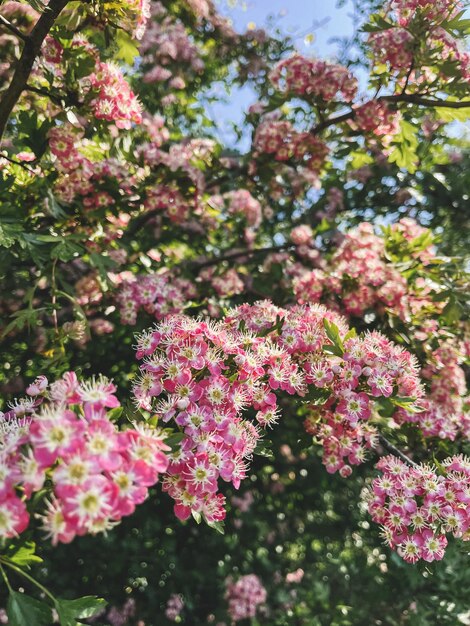 Foto blühende crataegus laevigata-äste im garten vertikales telefonfoto