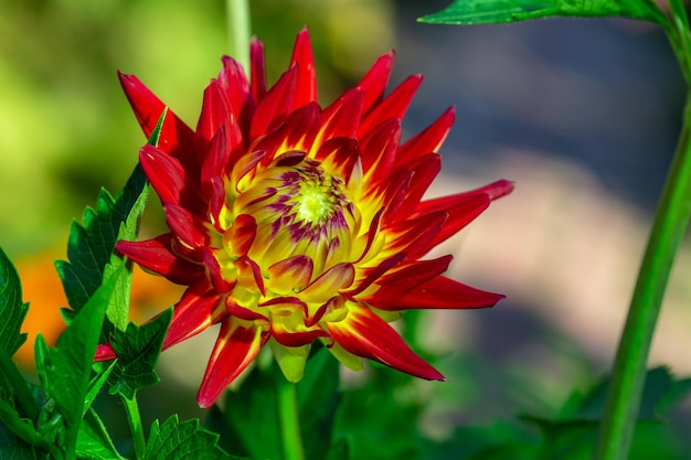 Blühende Dahlienblume mit roten Blütenblättern Makrofotografie an einem sonnigen Sommertag