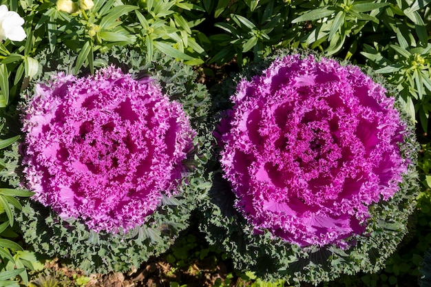 Blühende dekorative lila-rosa Kohlpflanze im Garten. Zierkohl