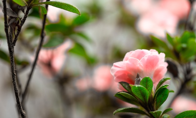 Blühende dekorative Rose auf einem Hintergrund von Blumen