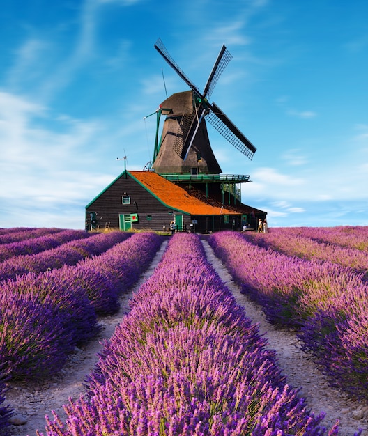 Blühende duftende Felder der Lavendelblume