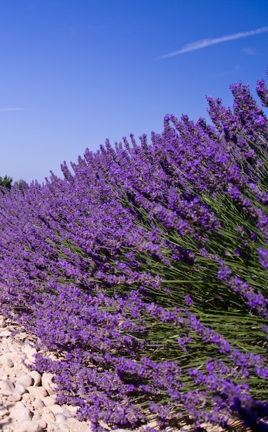 Blühende duftende Felder der Lavendelblume