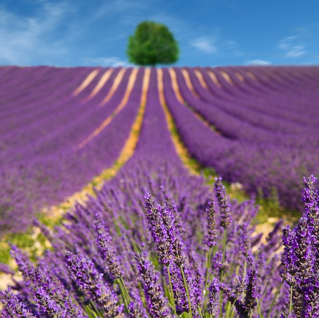 Blühende duftende felder der lavendelblume