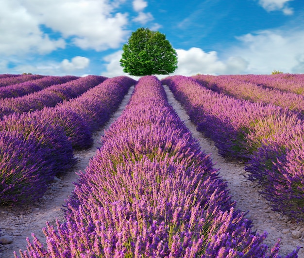 Blühende duftende Felder der Lavendelblume