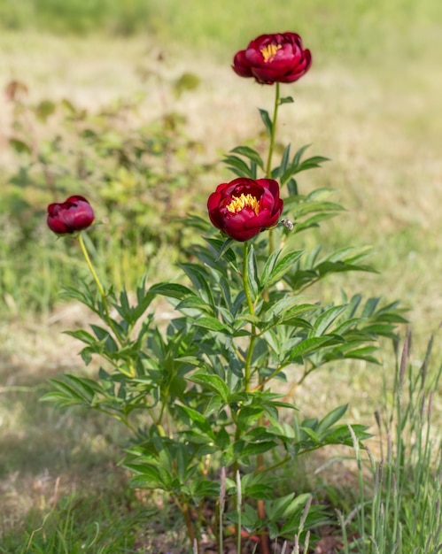 Blühende dunkelrote Pfingstrosen im Garten Burgunder Farbe Nahaufnahme Makro Pfingstrose BUCKEYE BELLE