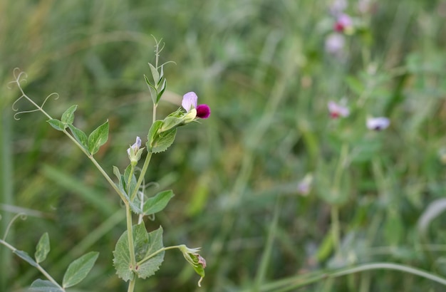 Blühende Erbsenblume auf einem Ast innerhalb eines landwirtschaftlichen Betriebes