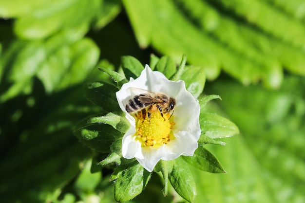 Blühende Erdbeere mit Biene auf einem Bio-Bauernhof