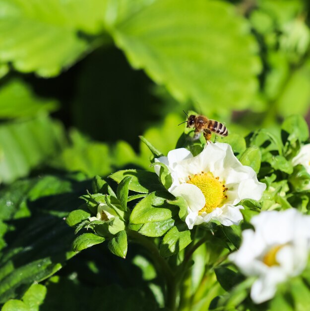 Blühende Erdbeere mit fliegender Biene auf einem Bio-Bauernhof