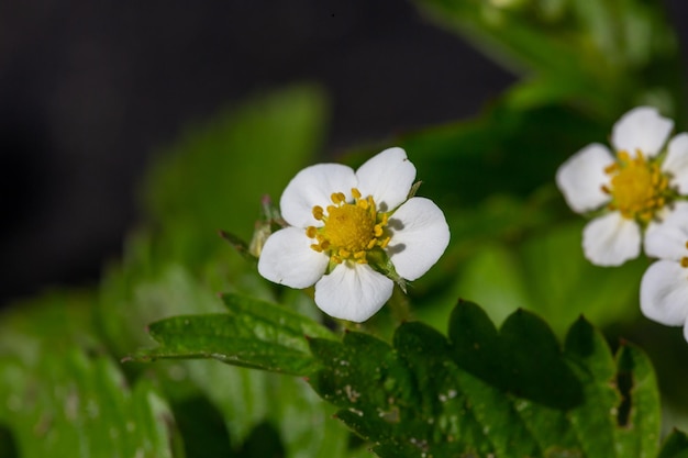 Blühende Erdbeeren im Frühling Nahaufnahmefoto Weiße Blüten von Erdbeeren an einem sonnigen Tag