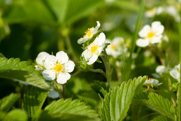 Blühende Erdbeeren im Garten im Frühjahr.