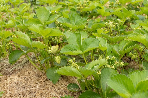 Blühende Erdbeerenpflanzen auf den Gartenbetten