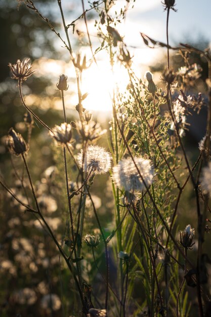 Blühende flauschige Blumen bei Sonnenuntergang, die Sonnenstrahlen scheinen durch die Pflanze. Foto in hoher Qualität