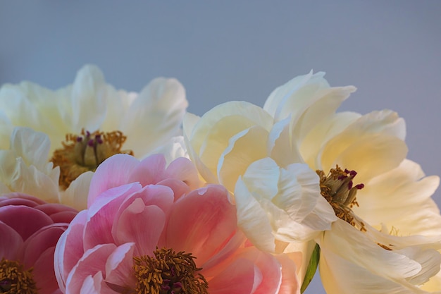 Blühende, flauschige, rosa-weiße Pfingstrosenblume, Nahaufnahme auf elegantem, minimalem, pastellbeigem Hintergrund. Kreative Blumenkomposition. Atemberaubende botanische Tapete oder lebendige Grußkarte