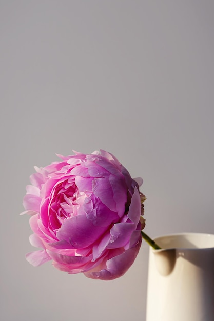 Blühende, flauschige, weißrosa Pfingstrosenblütenknospe auf elegantem, minimal pastellgrauem Hintergrund Kreative minimale Blumenkomposition Atemberaubende Botaniktapete oder lebendige Grußkarte