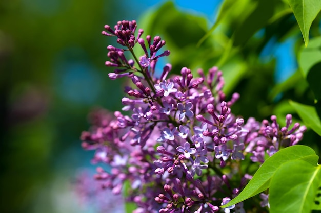 Blühende Flieder an einem sonnigen Frühlingstag floraler Naturhintergrund