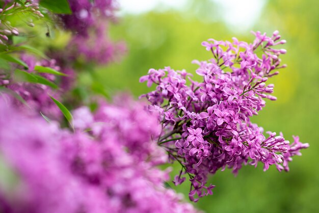 Blühende Flieder auf einem Baum. Mai Blumen im Garten. Frühling Sommer