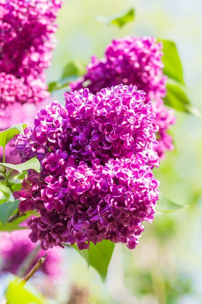 Blühende Flieder im botanischen Garten