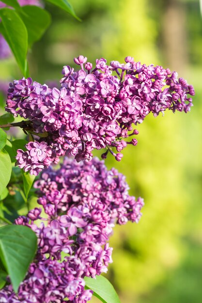 Blühende Flieder im botanischen Garten