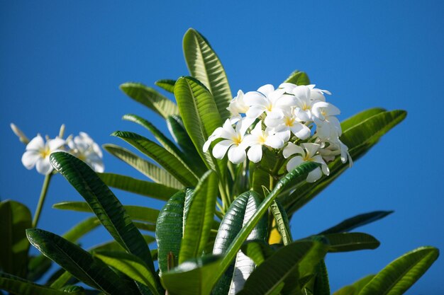 Blühende Frangipani-Blume Weiße Plumeria rubra Blumen auf Himmelshintergrund Frangipani-Blüte im Frühling