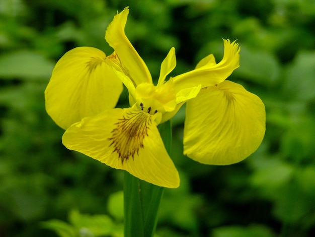 Blühende frische farbige Blume