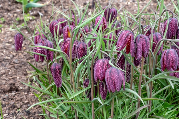 Blühende Fritillaria im Frühlingsgarten Fritillaria meleagris