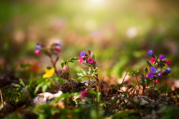 Blühende Frühlingsblüten von Pulmonaria in Nahaufnahme