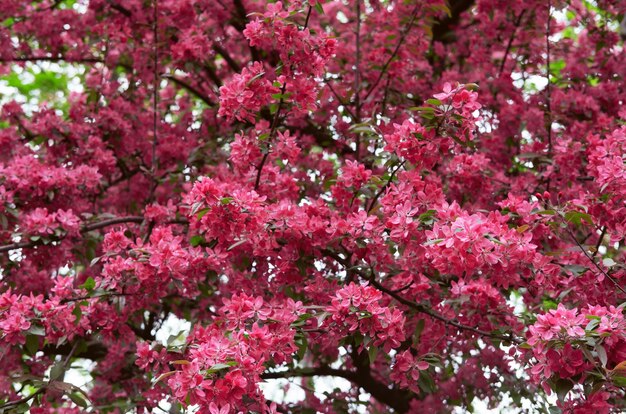 Blühende Frühlingsblumen. Frühlingskonzept