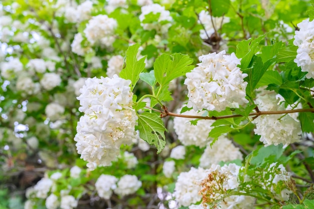 Blühende Frühlingsblumen Große schöne weiße Bälle von blühenden Viburnum opulus Roseum Boule de Neige Weiße Guelder Rose oder Viburnum opulus Sterilis Snowball Bush European Snowball ist ein Strauch