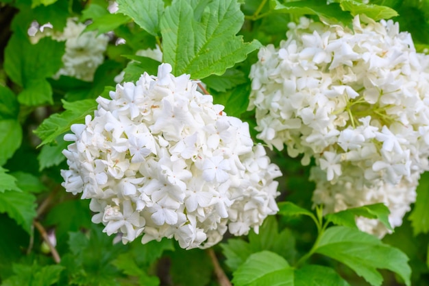 Blühende Frühlingsblumen große, schöne weiße Kugeln aus blühendem Viburnum opulus roseum boule de neig