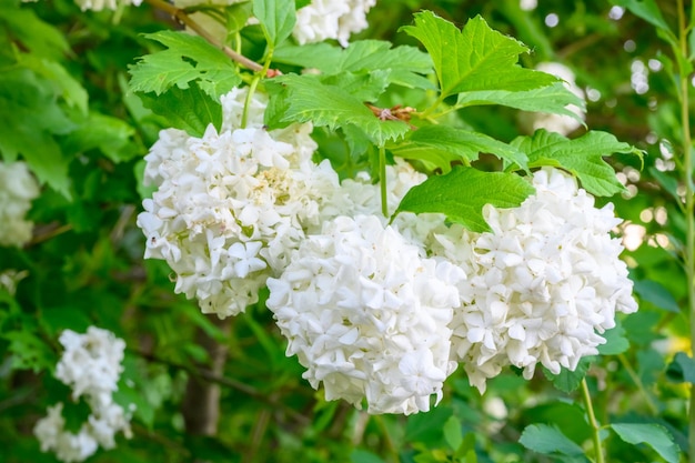 Blühende Frühlingsblumen Große schöne weiße Kugeln aus blühendem Viburnum opulus Roseum Boule de Neige White Guelder Rose oder Viburnum opulus Sterilis Snowball Bush Europäischer Schneeball