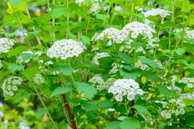 Blühende Frühlingsblumen Lobularia Maritima Blumen Alyssum Maritimum Sweet Alyssum Sweet Alison ist a