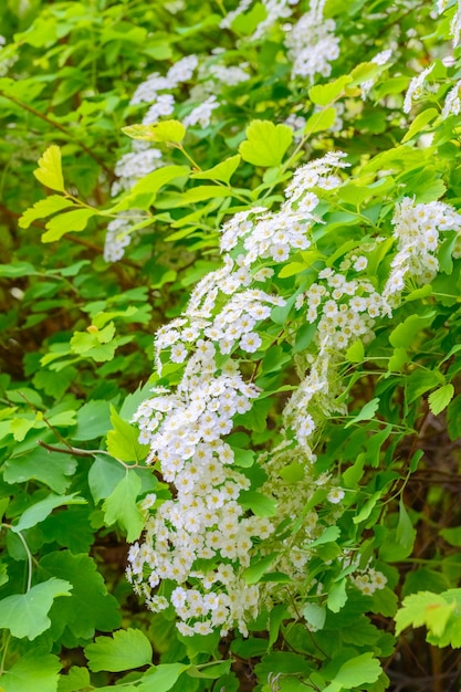 Blühende Frühlingsblumen Lobularia maritima Blumen Alyssum maritimum Sweet Alyssum Sweet Alison ist eine niedrig wachsende Blütenpflanze