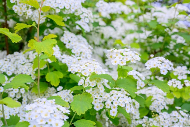 Blühende Frühlingsblumen Lobularia maritima Blumen Alyssum maritimum Sweet Alyssum Sweet Alison ist eine niedrig wachsende Blütenpflanze