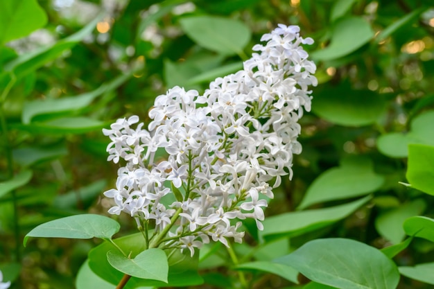 Blühende Frühlingsblumen. Schöne blühende Blumen des Fliederbaums. Frühlingskonzept. Die Zweige der Flieder an einem Baum in einem Garten.