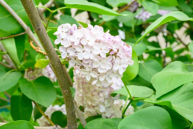 Blühende Frühlingsblumen Schöne blühende Blumen des Fliederbaums Frühlingskonzept Die Zweige der Flieder auf einem Baum in einem Garten