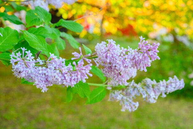 Blühende Frühlingsblumen Schöne blühende Blumen des Fliederbaums Frühlingskonzept Die Zweige der Flieder auf einem Baum in einem Garten