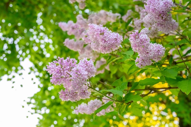 Blühende Frühlingsblumen Schöne blühende Blumen des Fliederbaums Frühlingskonzept Die Zweige der Flieder auf einem Baum in einem Garten