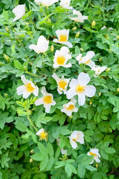 Blühende Frühlingsblumen Schöne blühende wilde Rosenbusch-Hundsrose Rosa canina Nahaufnahme