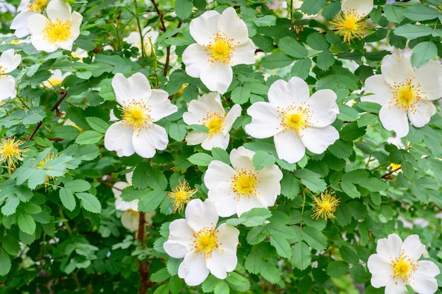 Blühende Frühlingsblumen Schöne blühende wilde Rosenstrauch-Hundsrose Rosa canina