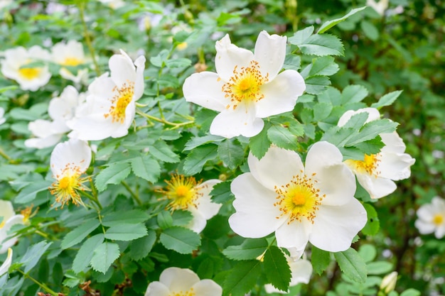 Blühende Frühlingsblumen. Schöner blühender wilder Rosenbusch (Hundrose, Rosa Canina) Nahaufnahme.