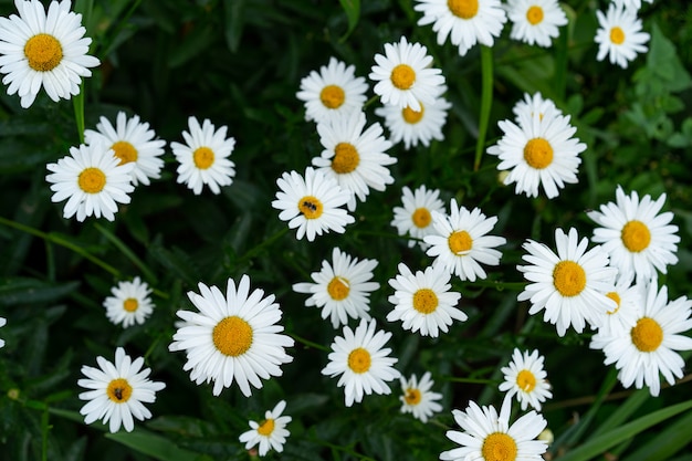 Blühende Gänseblümchen auf einem Hintergrund von Blättern