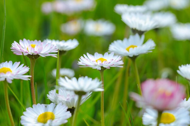 Blühende Gänseblümchen im Frühling vor dem Hintergrund des grünen Grases Hintergrund für Postkarte 8. März