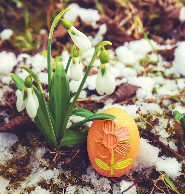 Foto blühende galanthus-schneeglöckchen im frühjahr mit einem bemalten ei