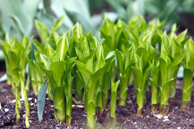 Blühende Gartenblumen