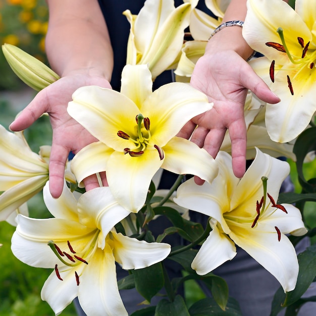 Blühende Gartenblumen