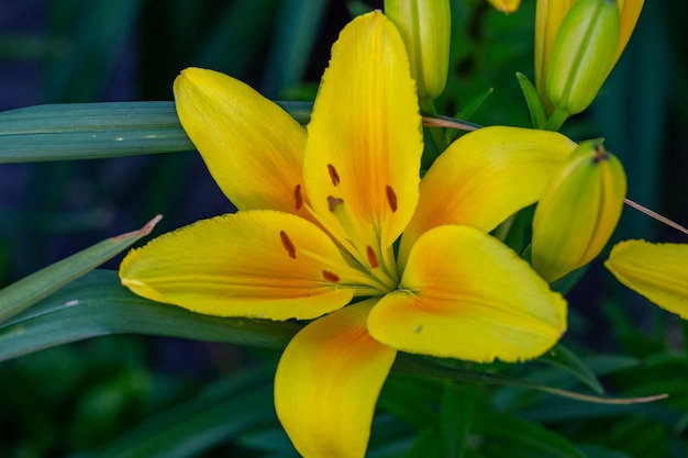 Blühende Gartenlilie mit gelben Blütenblättern in einer Sommersonnenunterganglicht-Makrofotografie